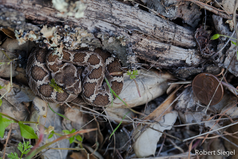 baby rattler with penny